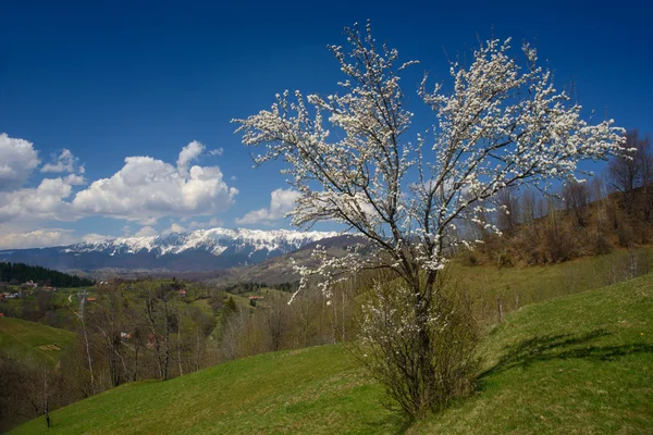 Árvore de flor e montanhas — Fotografia de Stock