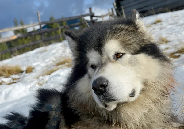 Alaskan malamute — Stockfoto