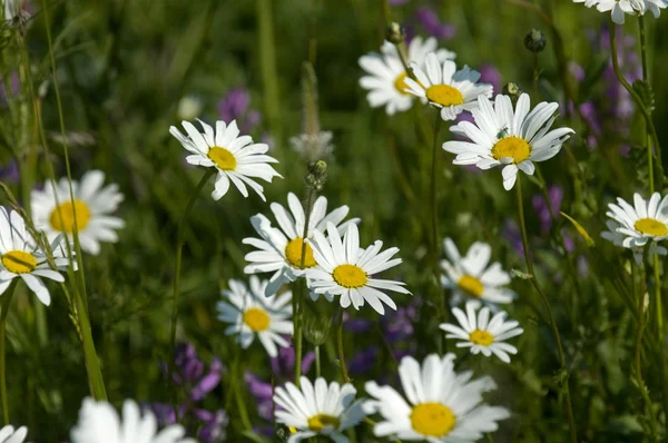 Prado com flores brancas — Fotografia de Stock