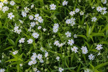 beyaz çiçekli doğal arka plan