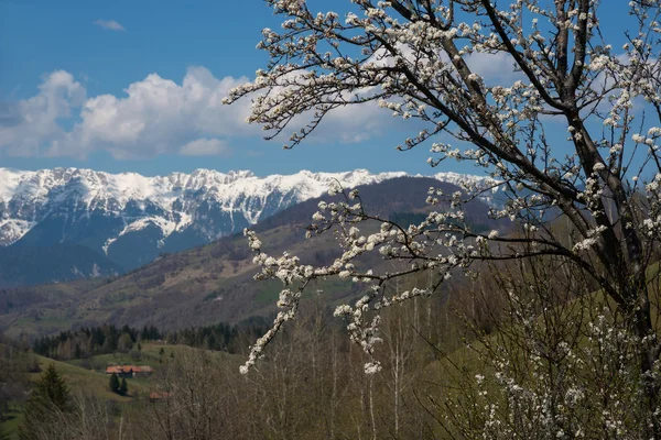 Árvore de flor em montanhas — Fotografia de Stock