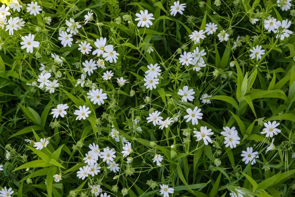 Naturalne tło z białych kwiatów — Zdjęcie stockowe