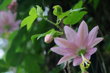 Passiflora