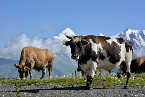 Cows  on alpine meadow — Stock Photo, Image