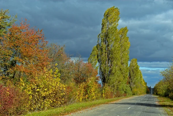 Silnice a podzimní stromy — Stock fotografie