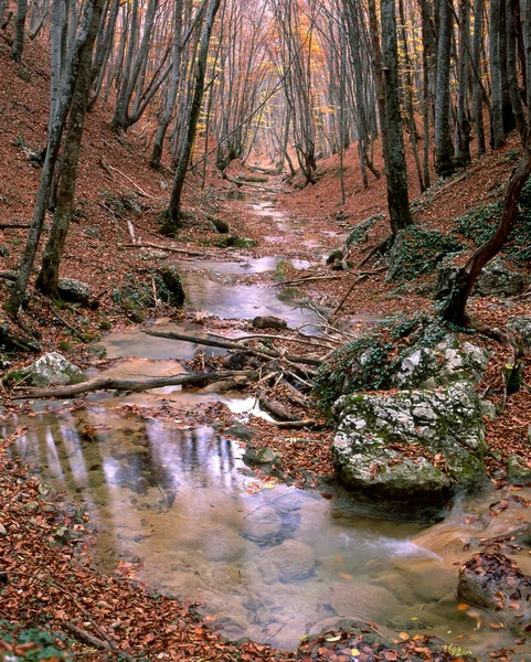 Bach im Herbstwald — Stockfoto