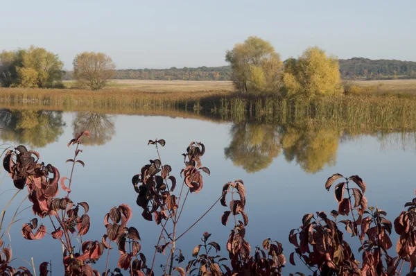 Paesaggio con foglie viola Immagine Stock