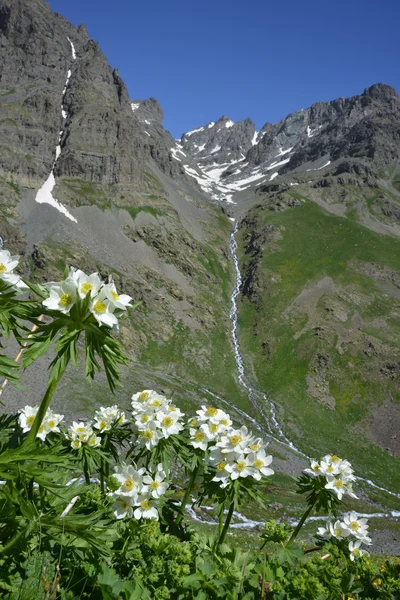 Berglandskap med vita blommor — Stockfoto