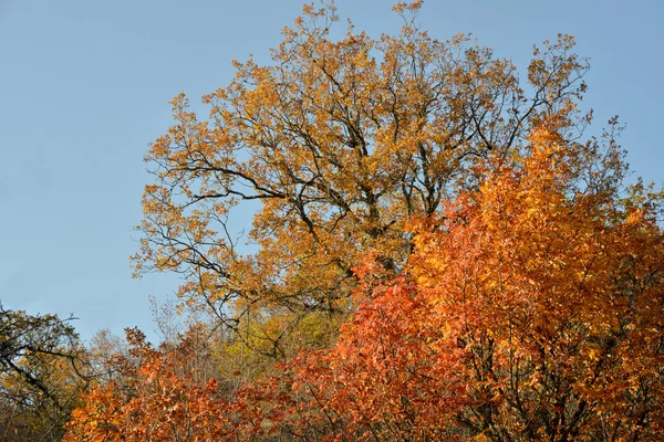 Červené podzimní stromy — Stock fotografie