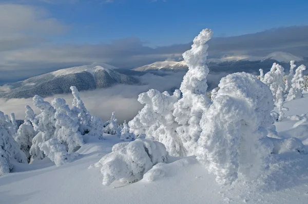 Kış harikalar yaratır — Stok fotoğraf