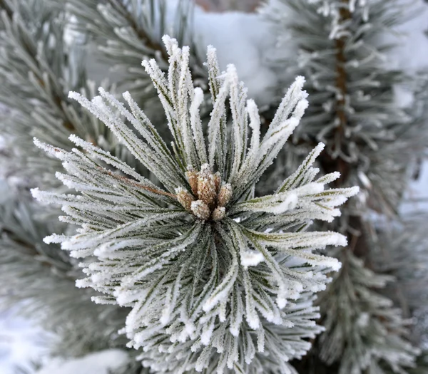 Geada pinetreee close-up — Fotografia de Stock