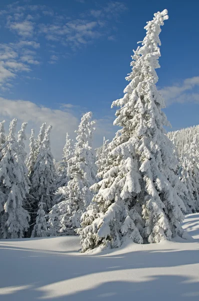 Winter fir-boom — Stockfoto