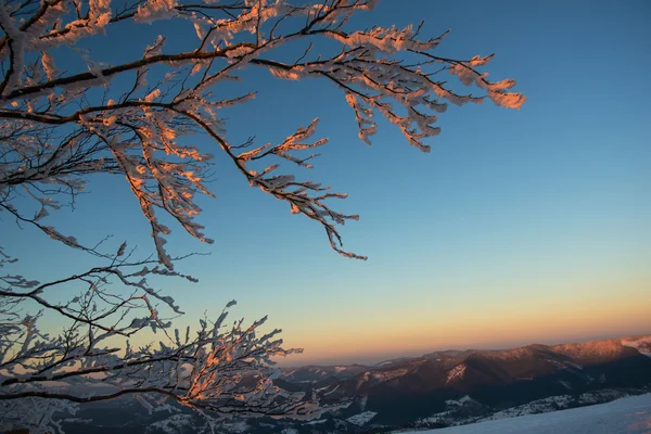 Frostat träd mot mountain sunset — Stockfoto