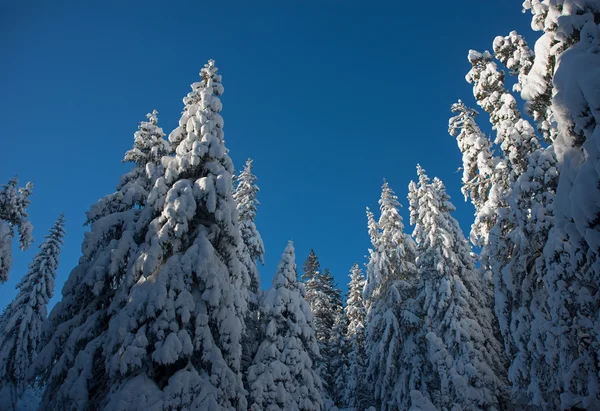 Snötäckta granar — Stockfoto