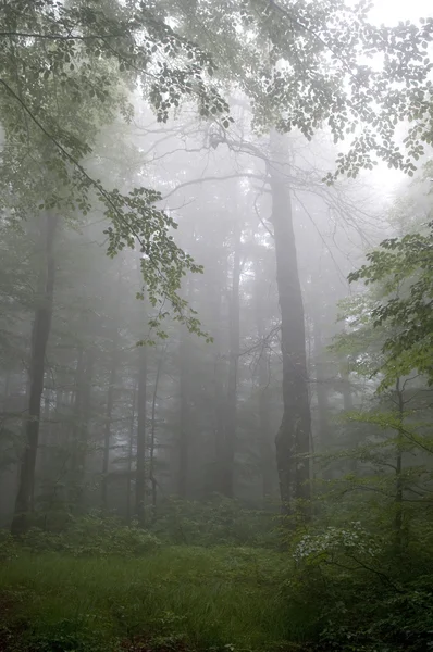 Mlha v létě lese — Stock fotografie