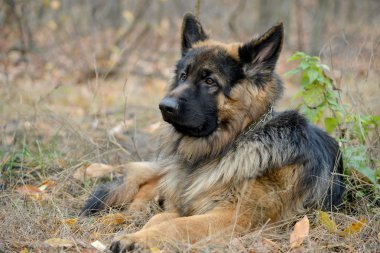 Alman çoban köpeği.
