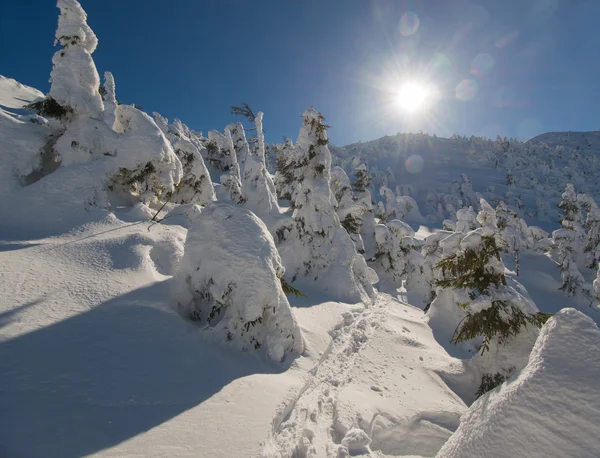 Sunlit winter nature scene — Stock Photo, Image