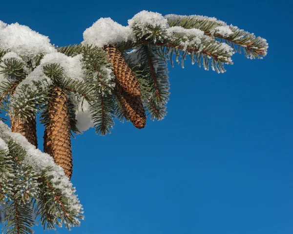 Neve coberta ramo e muitos céu azul — Fotografia de Stock