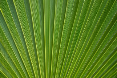 palmiye yaprağı arka plan