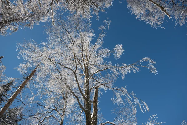 Vista panoramica della foresta invernale — Foto Stock