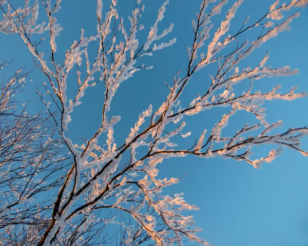 Inverno árvore close-up — Fotografia de Stock