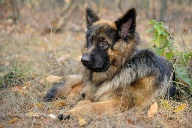 Alman çoban köpek yalan