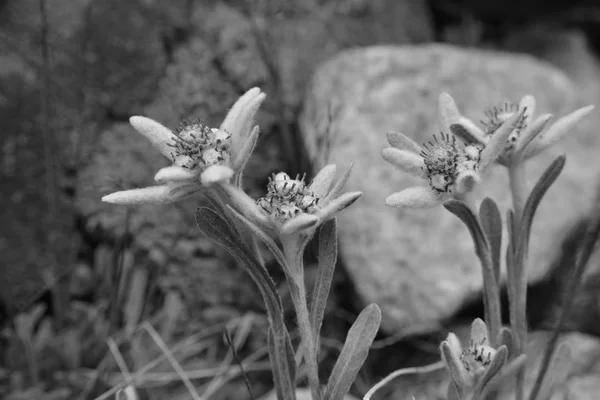 Эдельвейс в природе — стоковое фото