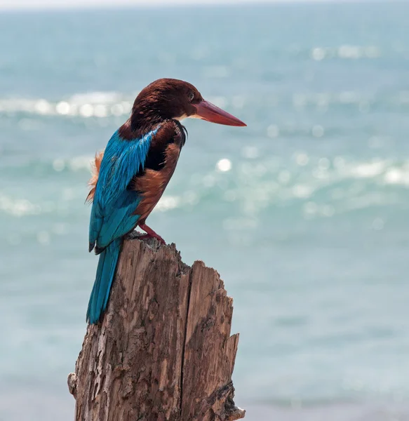 Jasny ptak tropikalny — Zdjęcie stockowe