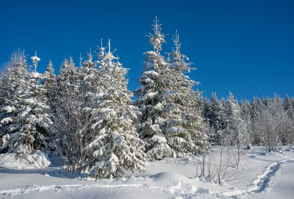 Flowers in snow — Stock Photo, Image