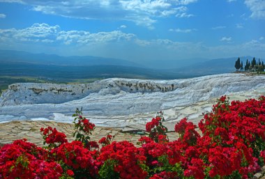 Pamukkale görünümü ön planda kırmızı çiçekli