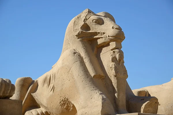 Karnak sphinx close-up — Stock Photo, Image