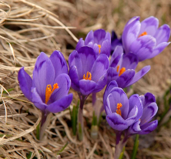 Crocos violetas na natureza — Fotografia de Stock