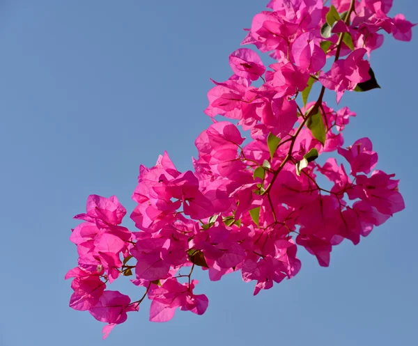 Zbliżenie kwiatów bugenwilli różowy — Zdjęcie stockowe