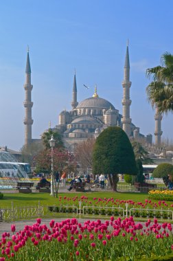 Blue Mosque with flowers in foreground clipart