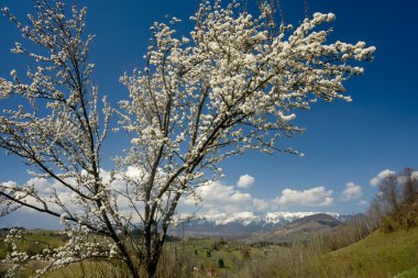 çiçeği ağaç dağ manzara arka plan