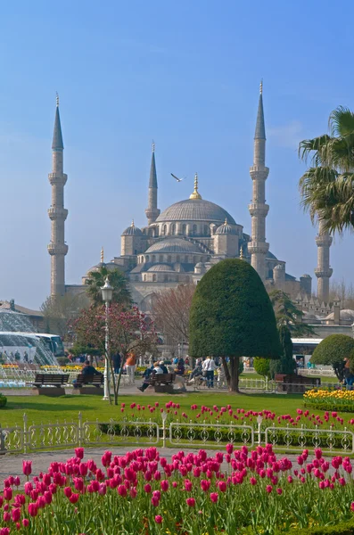 Голубая мечеть с цветами на переднем плане — стоковое фото