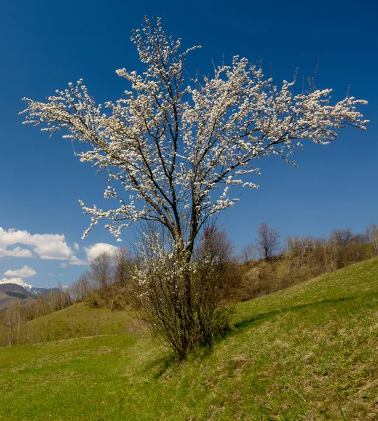 Blossom tree against nature background — Stock Photo, Image