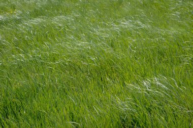 otlak veya alan arka plan