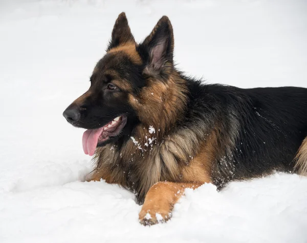 雪の上のジャーマン ・ シェパード犬 — ストック写真