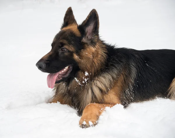 Pastor alemán Perro en la nieve — Foto de Stock