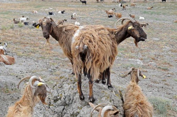 Домашние козы на корме — стоковое фото
