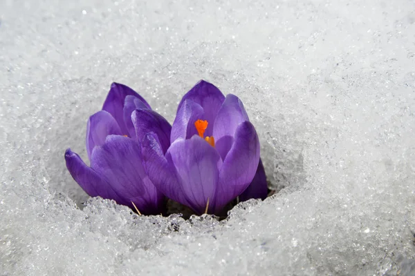 Crocuses looking like two brothers — Stock Photo, Image