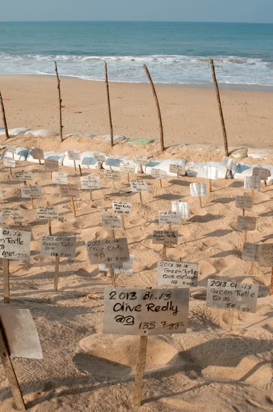 Ovos de tartaruga marinha sob proteção de pessoas — Fotografia de Stock