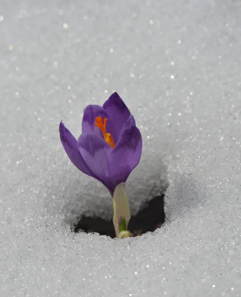 Budding crocus close-up — Stock Photo, Image