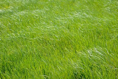 arka plan olarak otlak