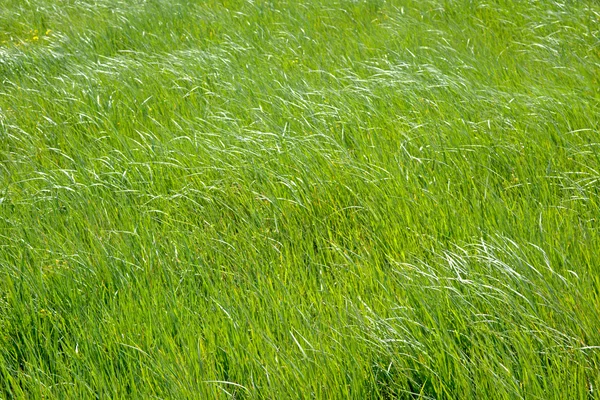 Grassland  as background — Stock Photo, Image