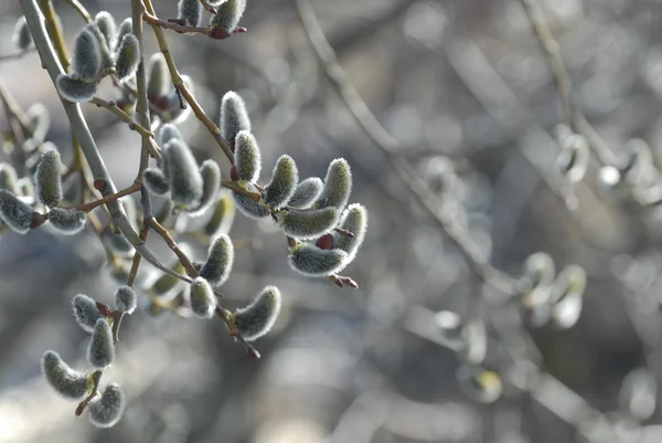 Árvore de flor - catapés — Fotografia de Stock