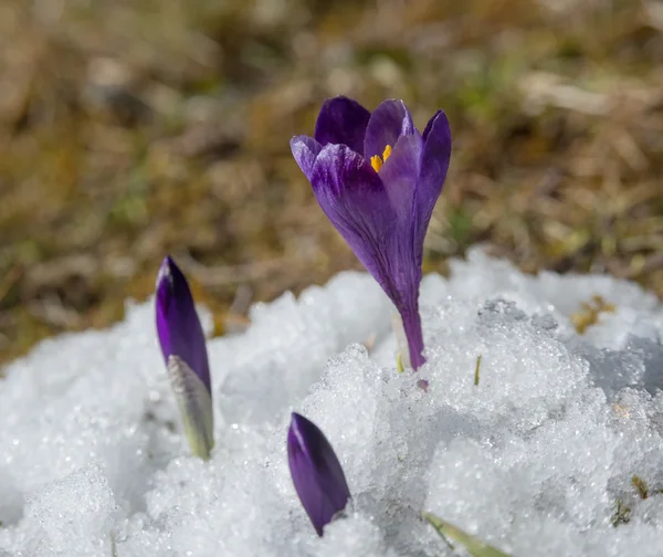 Violet crocuses in snow — Stock Photo, Image