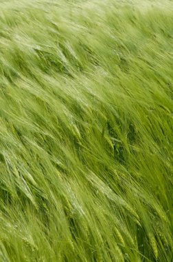 Buğday-arazi dikey arka plan olarak