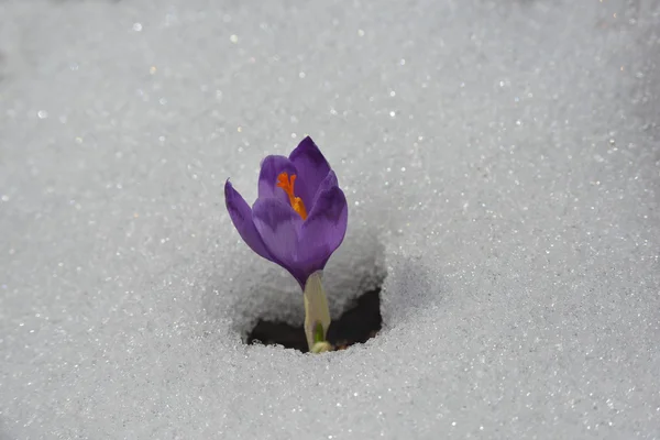 New-blown crocus — Stock Photo, Image